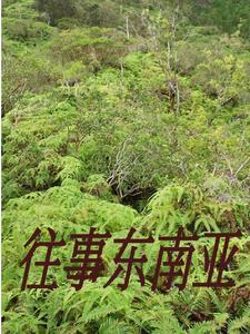 我是宗师不说假话